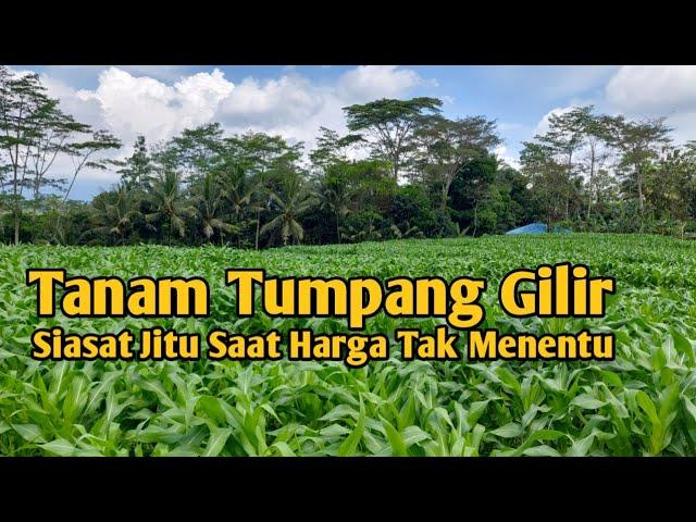 Tanam Tumpang Gilir Solusi Cerdas Untuk Petani