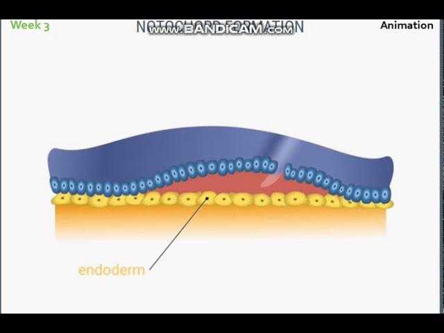 3RD WEEK NOTOCHORD FORMATION ANIMATION