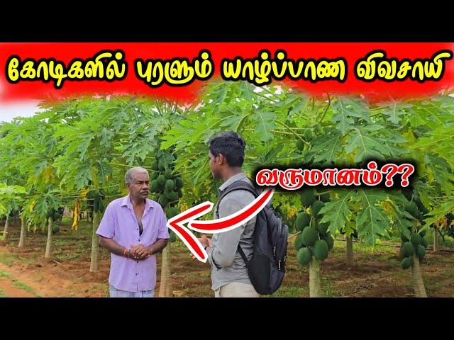 கோடிகளில் புரளும் யாழ்ப்பாண விவசாயி | பப்பாசித் தோட்டம் | Chankanai Jaffna