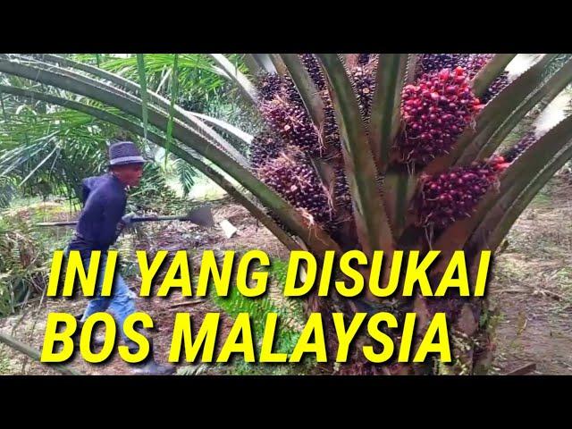 ini cara panen sawit yang di sukai bos malaysia jenis sawit paling unggul yangambi rezeki nomplok