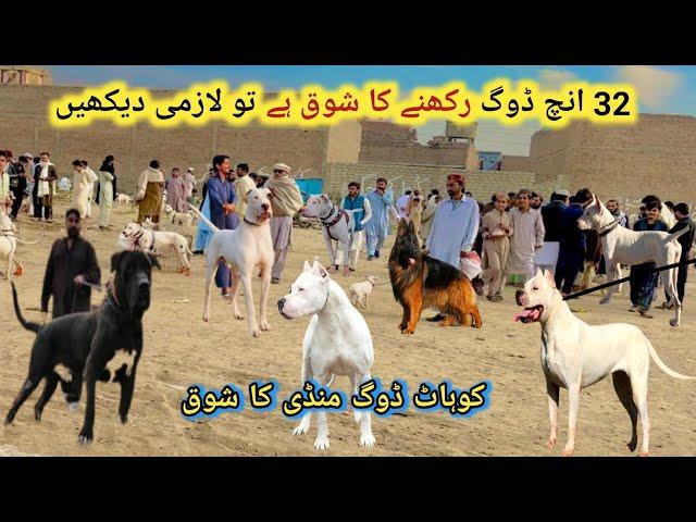 Pakistan ki sab say Mashoor Kohat dogs mandi | پاکستان کی سب سے مشہور  منڈی