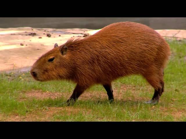 Capybara World's Largest Rodent - Cincinnati Zoo