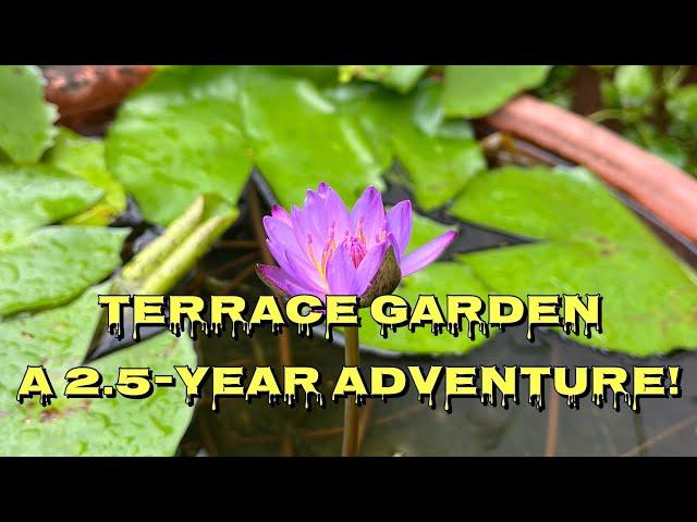 Terrace Garden: A 2.5-Year Adventure!