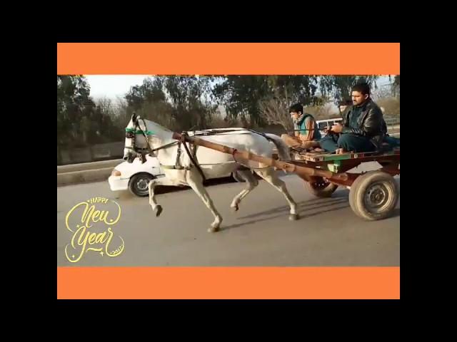 Mental Horse Race Try(zahid Rafiq Tanga Maker Rawalpindi