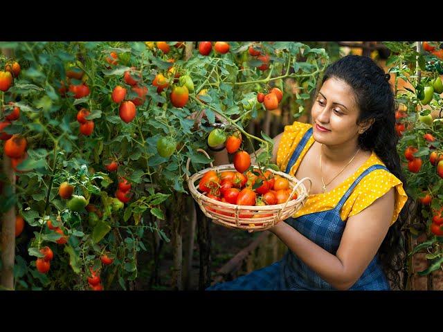 My Tomato Harvest Became a Delicious Traditional Dish for the New Year! | Poorna - The nature girl