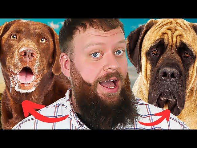 Best Dog Breeds To Train - Easy To Train Dog Breeds