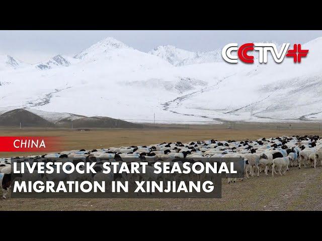 Livestock Start Seasonal Migration in Xinjiang