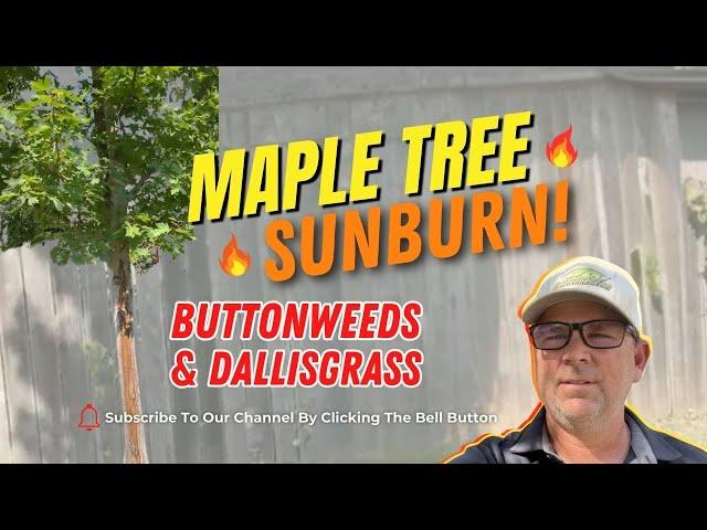 Service Call: Maple Tree Sunburn, Buttonweeds and Dallisgrass