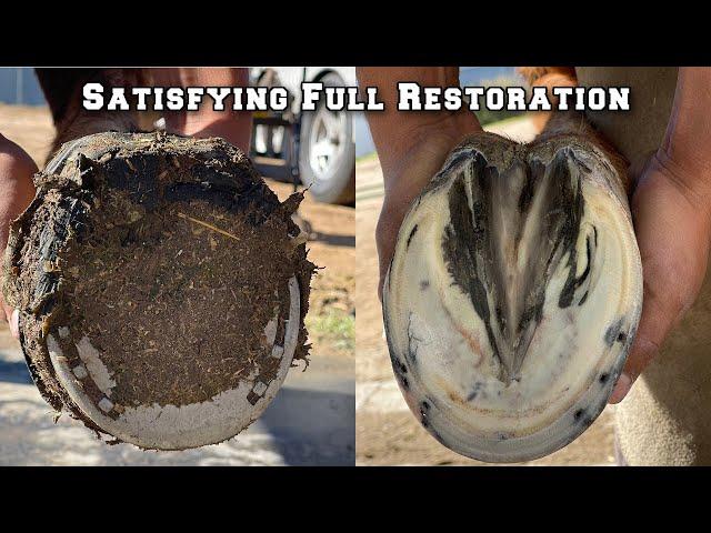 Hoof Restoration Start to Finish - Farrier ASMR - Satisfying