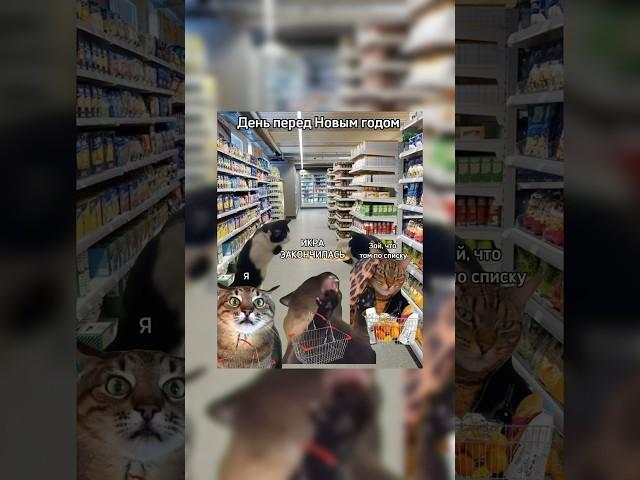 Моя жизнь и футажи есть в тгк в шапке профиля #cat #лучшее #топ #memes #прикол #topmemes #funny