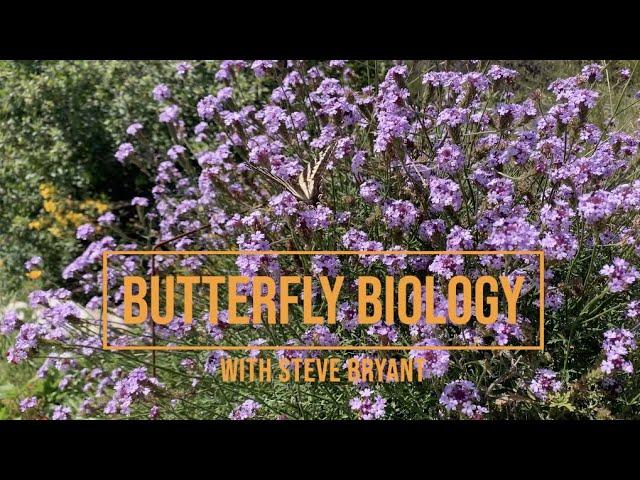 Butterfly Biology with Steve Bryant