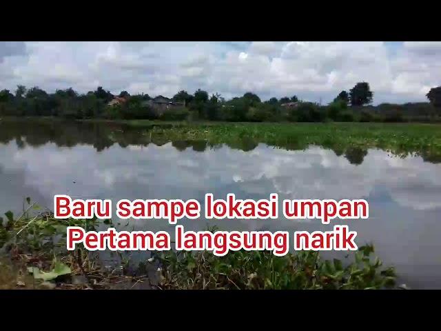 Mancing dapat ikan gabus dan ikan lama