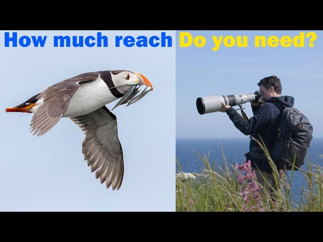 Best primes for wildlife photography: 400 vs 500 vs 600mm pros & cons