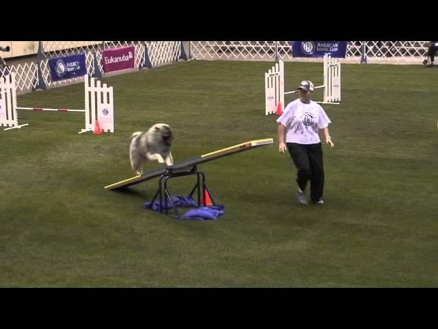 Ray the Keeshond 12-14-2012 AKC Agility Invitational T2B