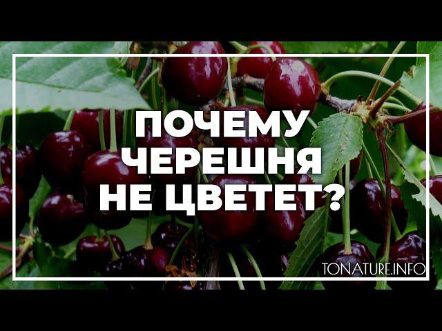 Почему черешня не цветет? | toNature.Info