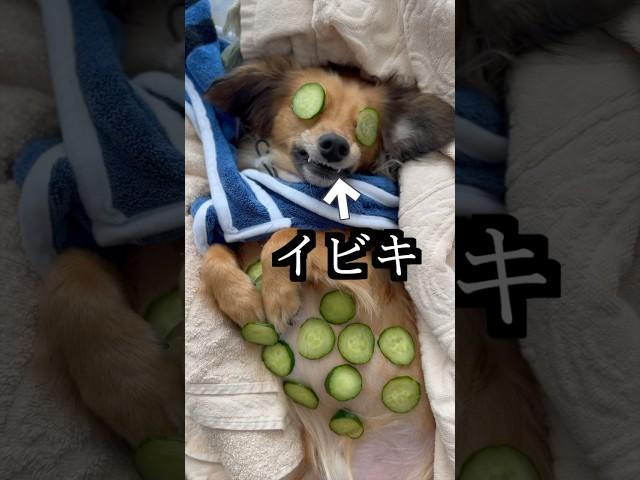 愛犬にスパしたらイビキがうるさすぎた！