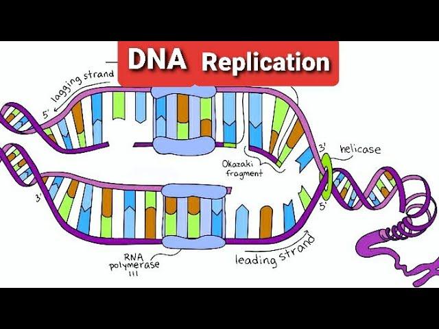 DNA Replication part 3|Termination Phase of DNA Replication|Termination Of DNA Replication|DNAligase