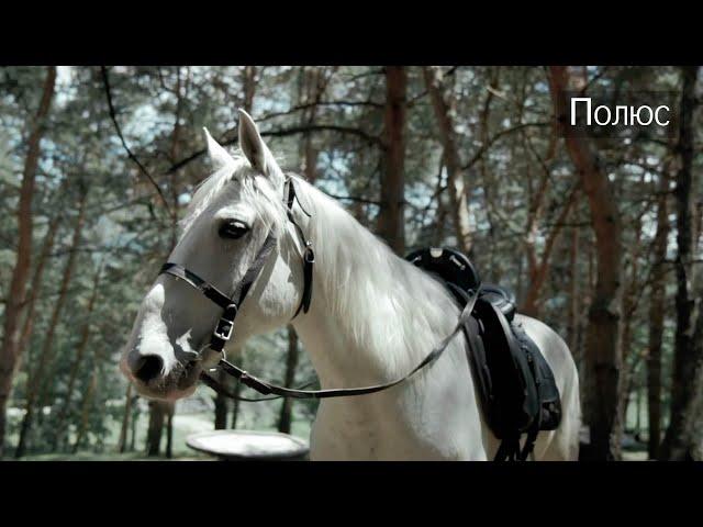 Я купил себе коня | Обзор на мерина | Александр Обжерин
