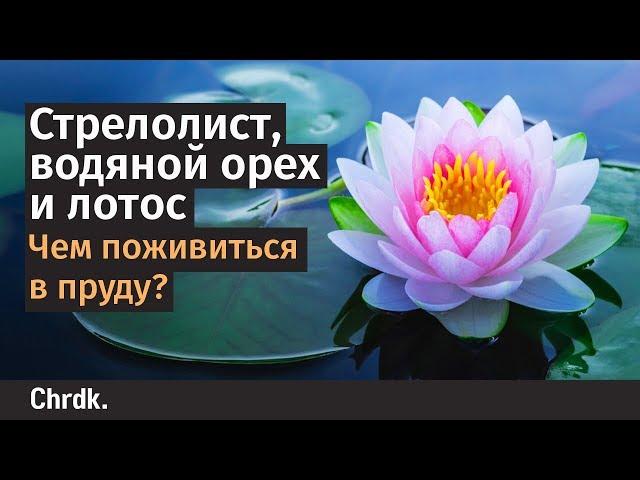 Стрелолист, водяной орех и лотос: чем поживиться в пруду