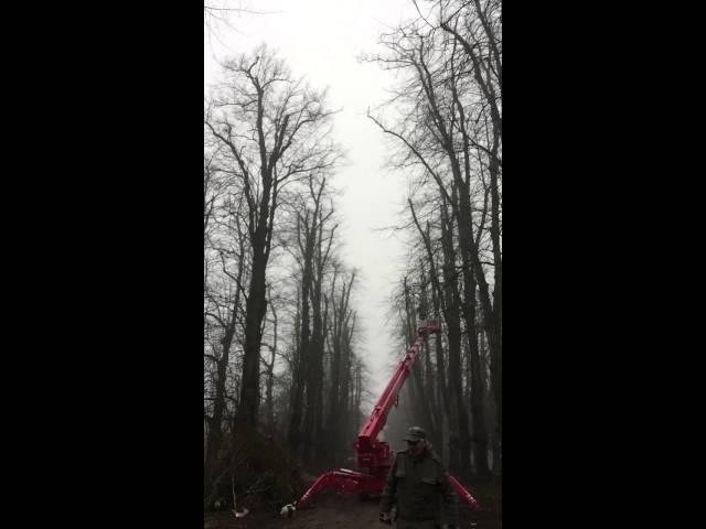 Lindenallee zum Schloss Ascheberg - Baumpflegearbeiten zur Herstellung der Verkehrssicherheit