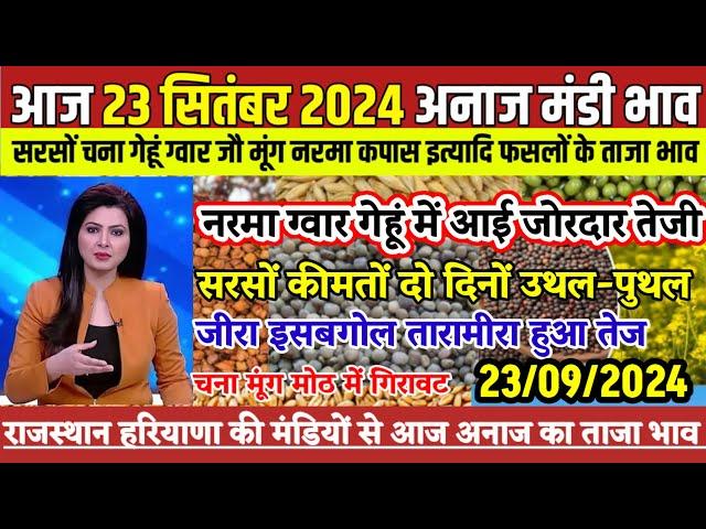 आज 23 सितंबर 2024 अनाज मंडी का भाव| ग्वार नरमा कपास गेहूं में आई जोरदार तेजी| सरसों भाव में उथल-पुथल