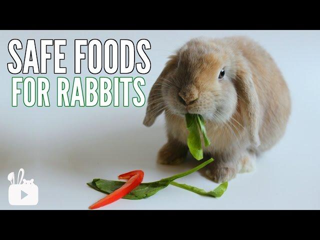 SAFE FOODS FOR RABBITS