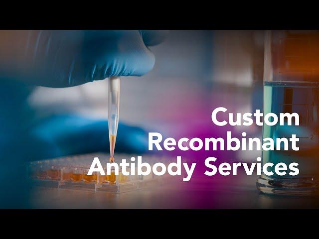 R&D Systems Custom Recombinant Antibody Services - Bio-Techne