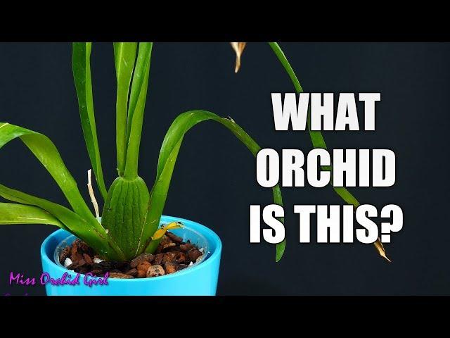 How to identify Orchids without flowers - A simple guide for beginners!