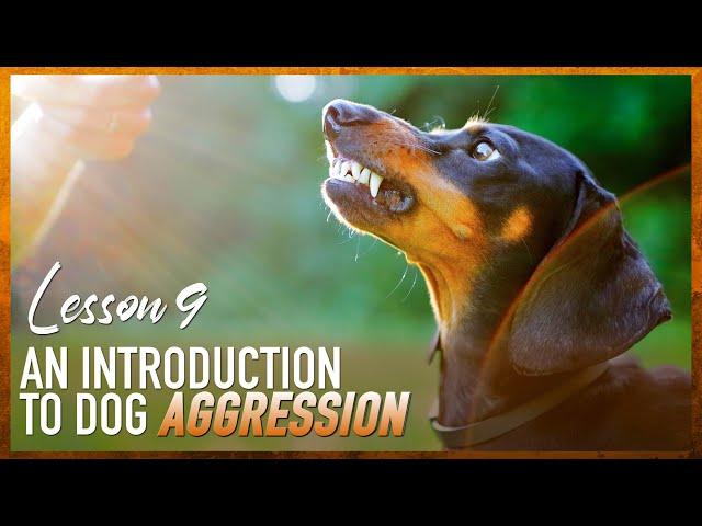 An Introduction to Dog Fear and Aggression.