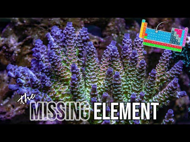 Reef Tank Update | Old Tank Syndrome | Acropora | SPS