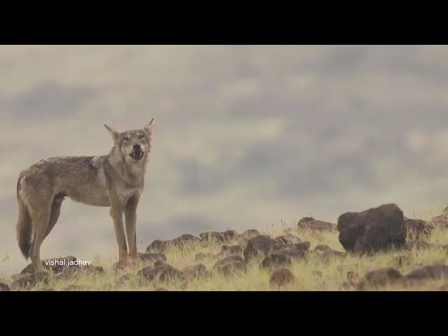 Indian wolf howling