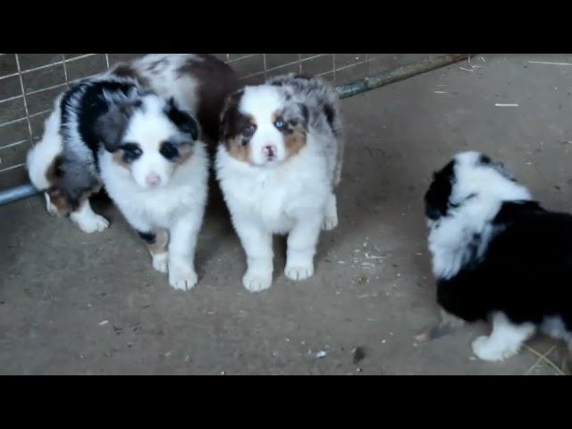 Australian Shepherd Puppies For Sale