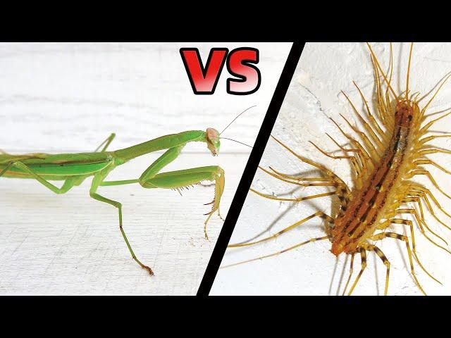 Green Mantis VS House Centipede, What's the result?