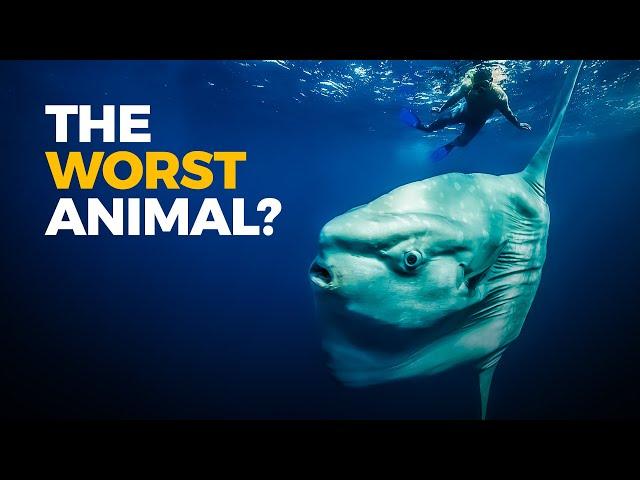 The Insane Biology of: The Sunfish