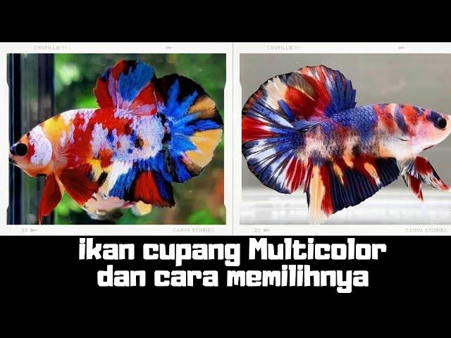 Ikan Cupang Multicolor I Tips memilihnya