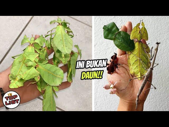 Awalnya Dikira Daun!, Tapi Faktanya Ini Adalah Hewan Unik Yang Tubuhnya Mirip Daun!