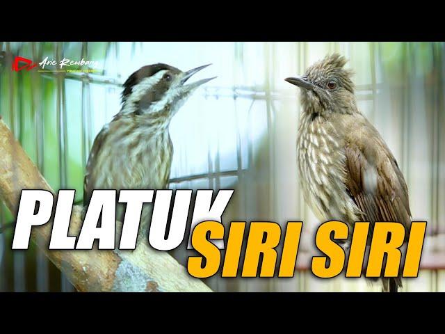 MASTERAN MEWAH PLATUK VS SIRI SIRI