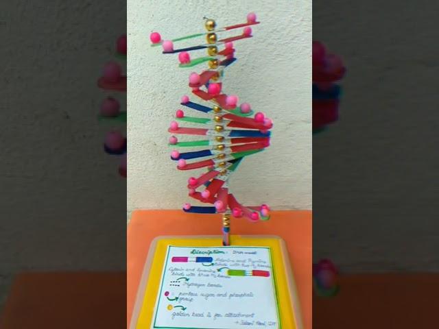 Science project||DNA Model||Investigatory biology project #study #boardexam #biology #neet2022