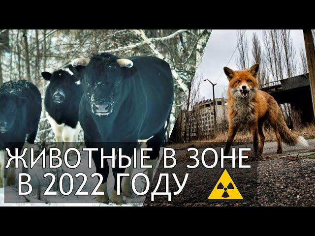 Chernobyl 2022 What animals are there in the Exclusion Zone and the abandoned city of Pripyat