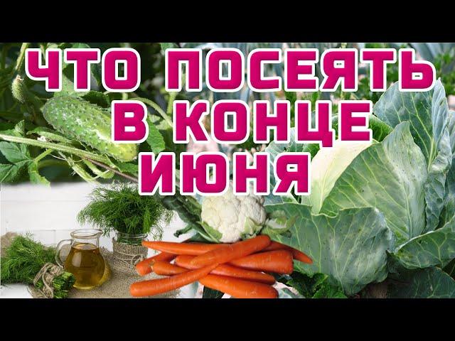 ЧТО НЕ ПОЗДНО ПОСАДИТЬ  В КОНЦЕ ИЮНЯ  ПОТОРОПИТЕСЬ!