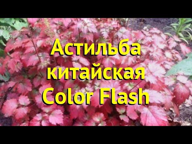 Астильба китайская Колор Флеш. Краткий обзор, описание характеристик astilbe chinensis Color Flash