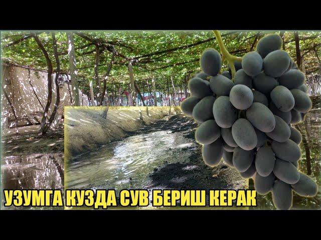 КУЗГИ УЗУМ СУГОРИШ КЕЛАСИ ЙИЛГА ТАЙЁРГАРЛИК