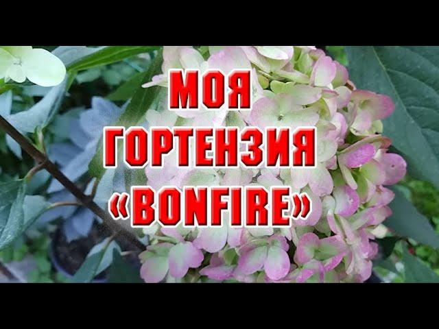 Гортензия Bonfire