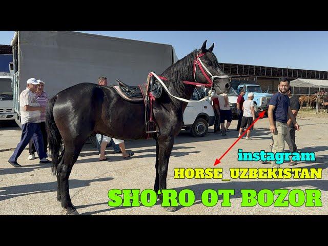 SHO‘RO OT BOZOR! HORSE MARKET! MEXMONIMIZ HORSE_UZBEKISTAN INSTAGRAM BLOGIRI. JANJAL TO‘PALON