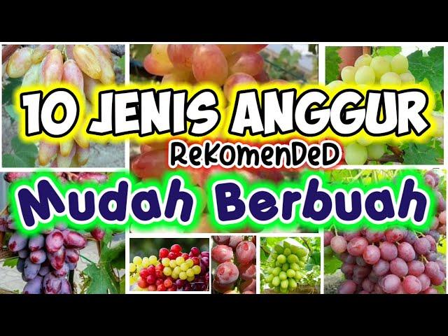 10 Jenis Bibit Anggur Yang Mudah Berbuah | 10 Types of Grape Seeds That Are Easy to Fruit