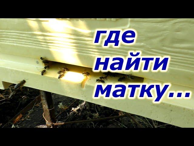 МАТКА ПРОПАЛА во время перевозки. ЧТО ДЕЛАТЬ?#пасека #пчелыначинающим