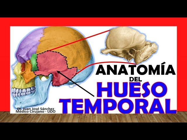  HUESO TEMPORAL, Anatomía. Fácil, Rápido y Sencillo