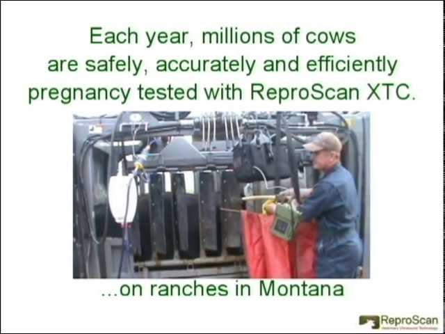 Cattle Extension Arm Ultrasound Training and Demonstration Video