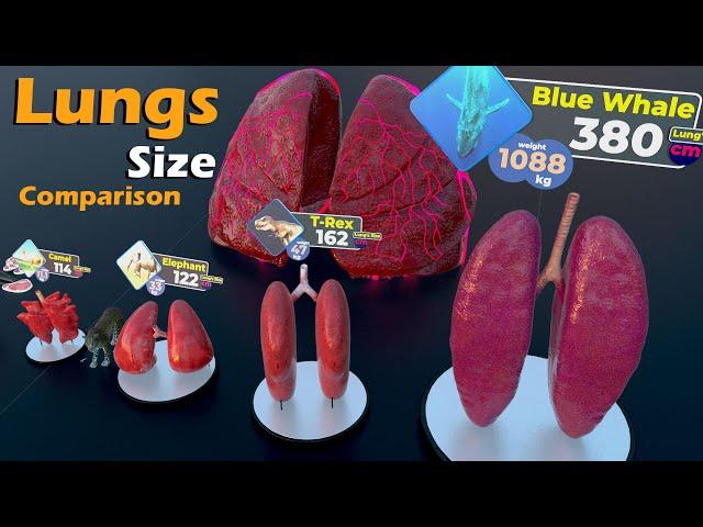 Lungs Size Comparison : Animals | Birds | insects | Extinct | Monster | Fictional