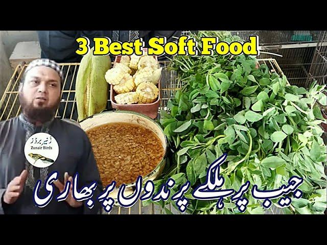 3 Best Soft Food|جیب پر ہلکے پرندوں پر بھاری|zunair birds